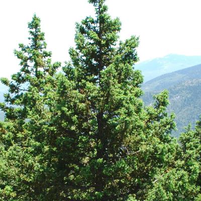 Juniperus drupaceae Labill.