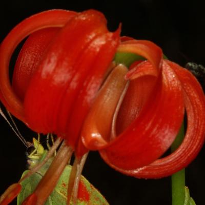 Lilium chalcedonicum L.