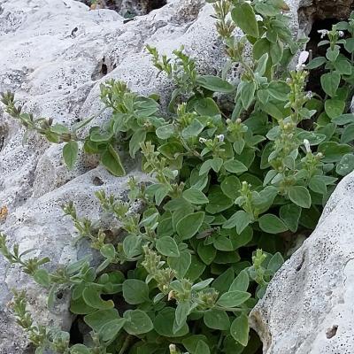 Clinopodium taygeteum (P.H. Davis) Bräuchler